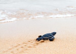 leatherback turtle