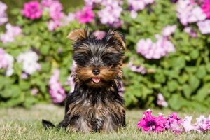 Yorkshire terrier
