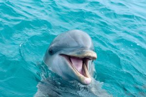 Portrait of a happy Dolphin