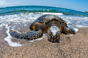 Green Turtle while relaxing near sandy beach
