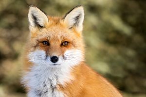 ed Fox - Vulpes vulpes, sitting up at attention, direct eye contact, a little snow in its face, tree bokeh in background