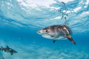 A tiger shark swimming in clear, shallow water with a visible hook and fishing line caught in their mouth.