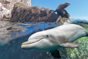 dolphin and sea lion underwater on ocean