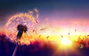 Dandelion in spring