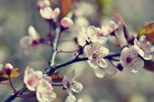 Spring flowers