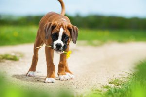 Boxer puppy dog