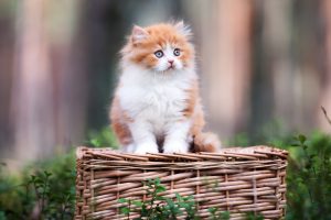 red and white british longhair kitten sitting outdoors