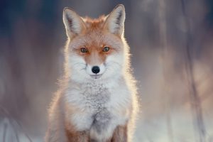 red fox in winter forest