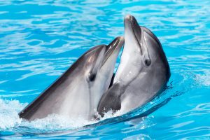 two dolphins