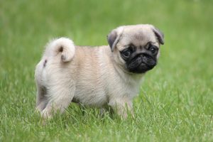 cute puppy