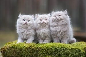 three adorable kittens sitting together