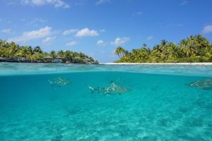 Half above and half below view of a tropical island with a vacations resort and blacktip reef sharks underwater, Tikehau atoll, Pacific ocean, French Polynesia