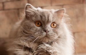 British Longhair