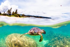 The different types of turtles