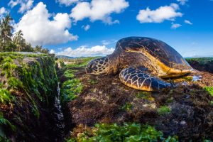 Loggerhead Turtle