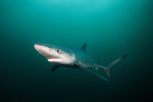 blue shark