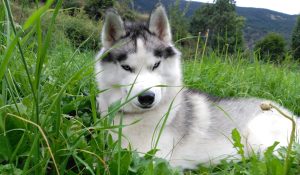 siberian husky