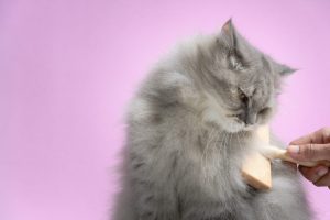 Bristish longair cat