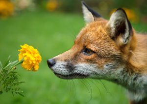 sly like a fox