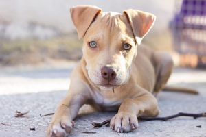 pitbull puppy playing