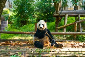 Giant Panda eating bamboo