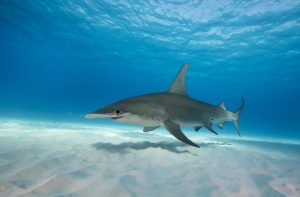 sharks