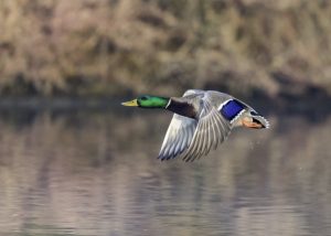 ducks flying over a lake