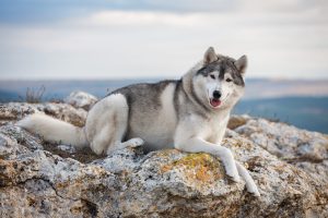 A beautiful gray husky lies on a rock covered with moss against a background of clouds and a blue sky and looks into the camera. A dog on a natural background.