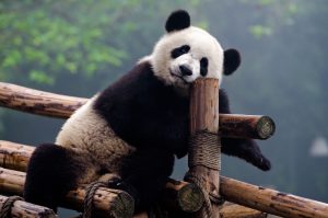 Cute giant panda bear