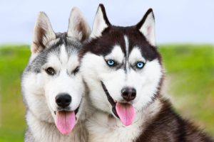 Siberian husky