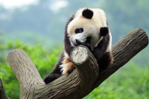 cute pandas