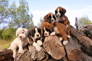 healthy Boxer puppies