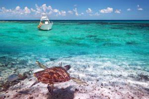 fishing sea turtles