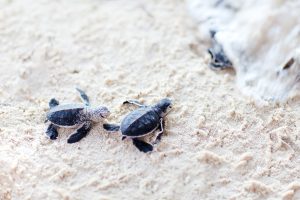 Olive Ridley Turtle