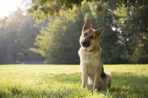 German Shepherd dog
