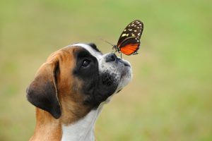 Cute Boxer dog