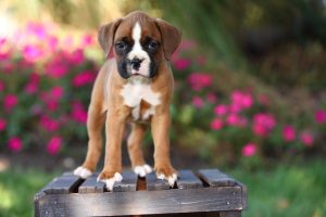 Boxer puppy training