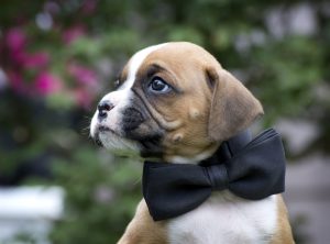 Is a Boxer the right dog for you?