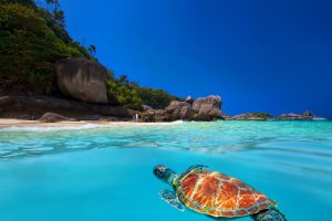 Green Turtle above and below at Similan Islands
