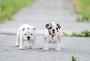 two cute puppies