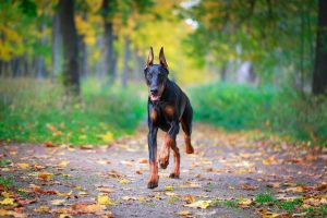 doberman dog