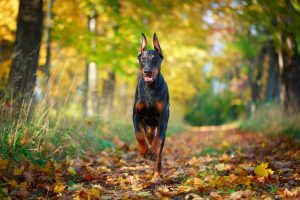 Doberman dog