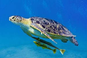 the Flatback Turtle
