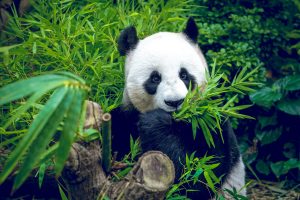 Hungry giant panda bear eating bamboo