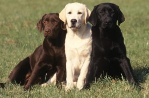 Labrador retriever dogs
