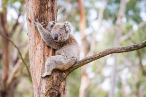 Close up of koala at sanctuary in Australia