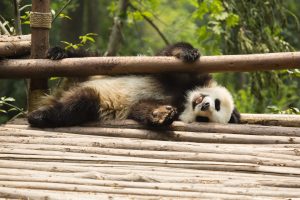 happy giant panda