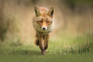 Wild young red fox (vulpes vulpes) vixen scavenging in a forest