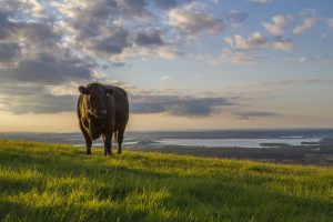 bull on hill overlooking bay at sunset