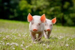 baby pigs